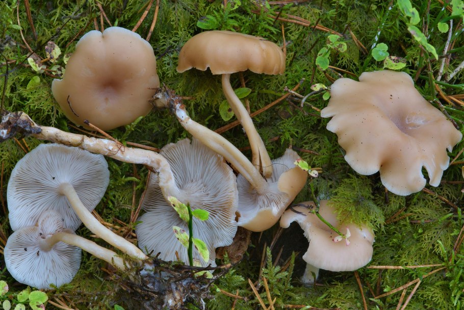 Говорушка ворончатая субстрат