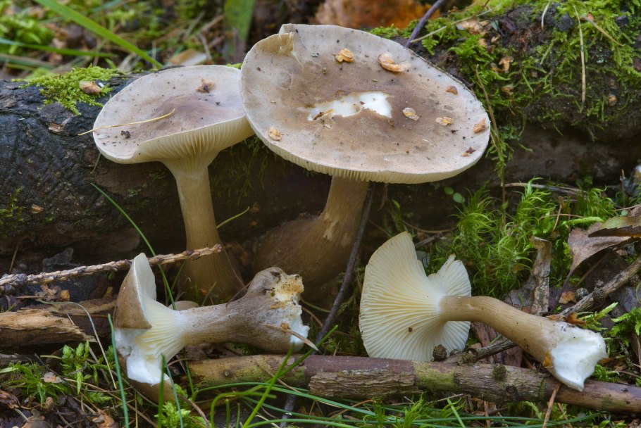 Грибы говорушка ворончатая