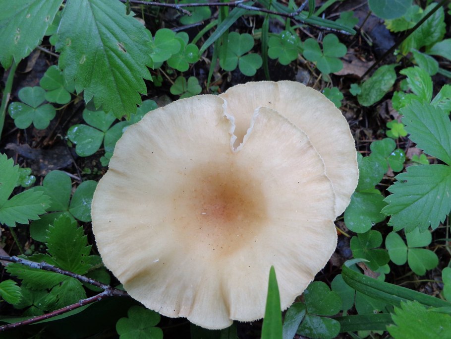 Говорушка желобчатая