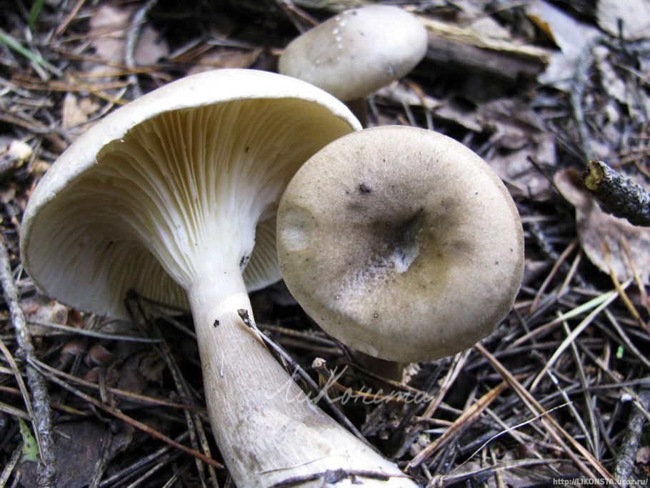 Clitocybe squamulosa