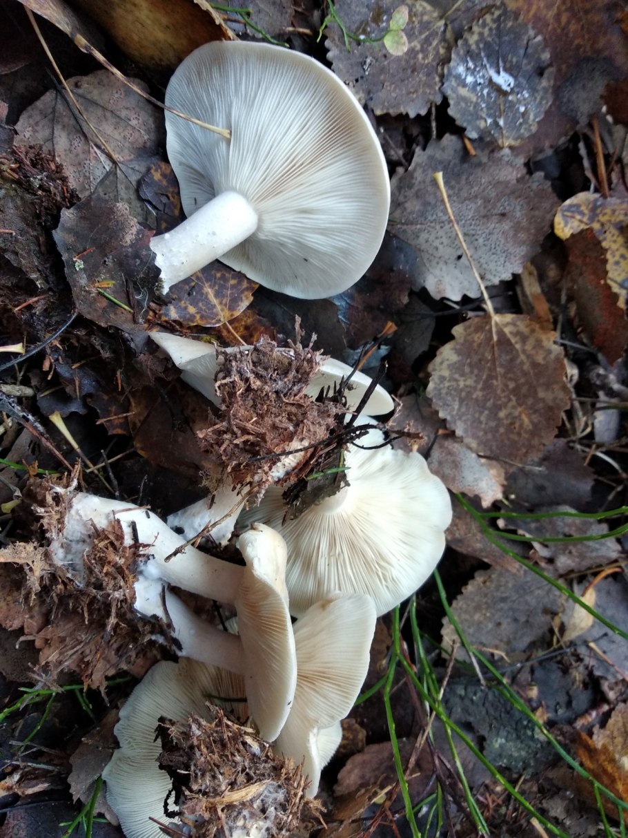 Говорушка подогнутая (Clitocybe geotropa)