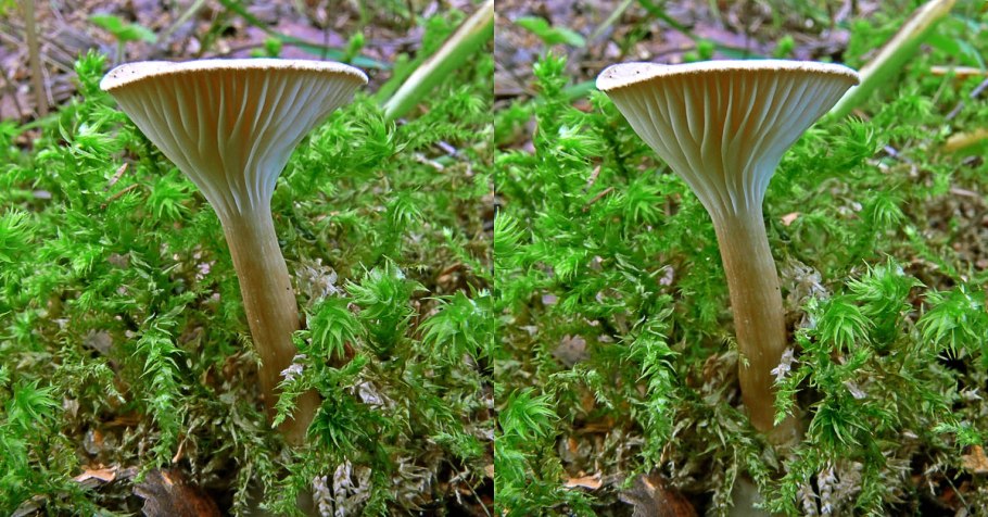 Говорушка булавовидноногая