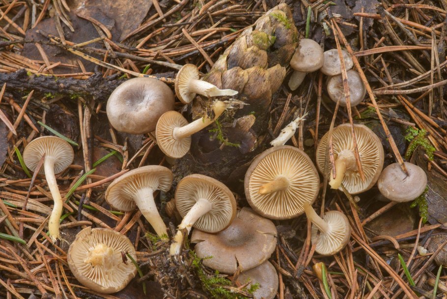 Говорушка булавовидная гриб