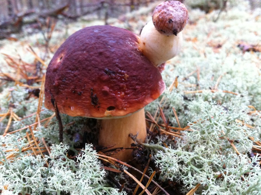 Съедобные грибы Карелии