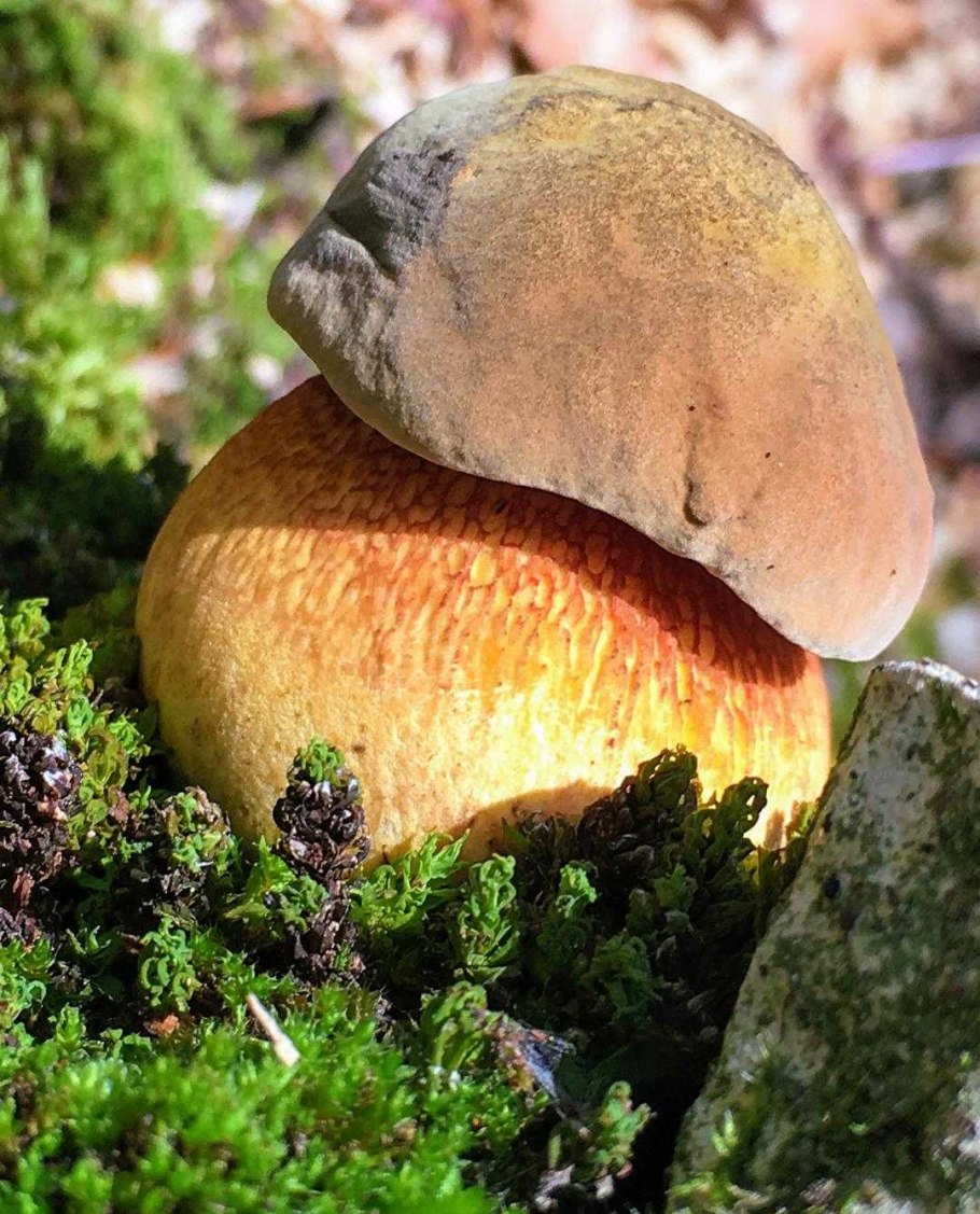 Boletus luridus Дубовик обыкновенный
