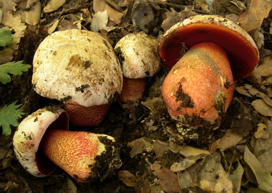 Боровик красно-желтый (Boletus rhodoxanthus)