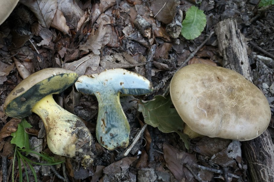 Боровик беловатый