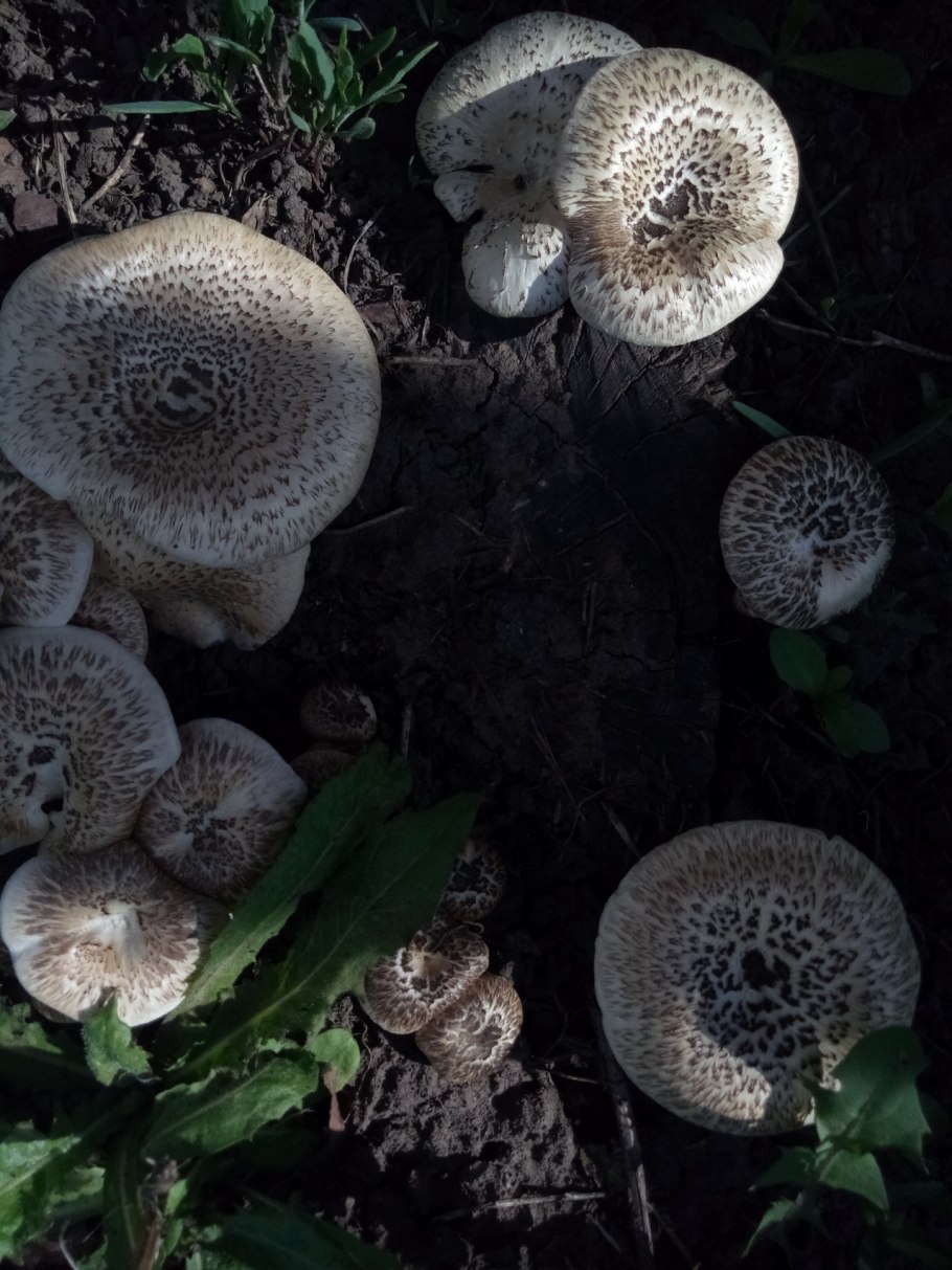 Лентинус тигринус