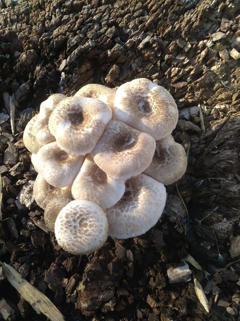 Lentinus tigrinus