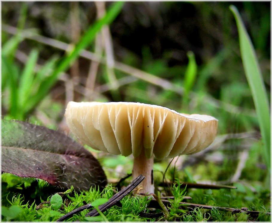 Европейский гриб