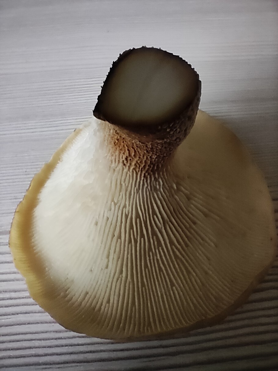 Neolentinus cyathiformis