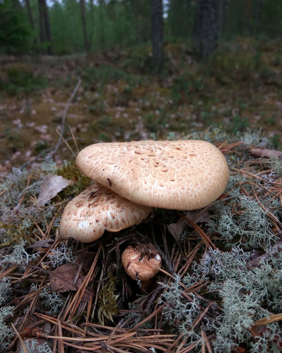 Гриб Пилолистник чешуйчатый съедобный