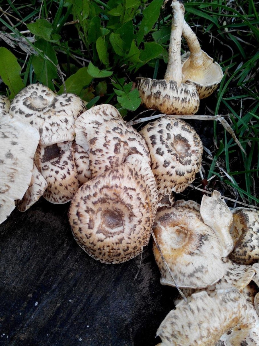 Пилолистник тигровый