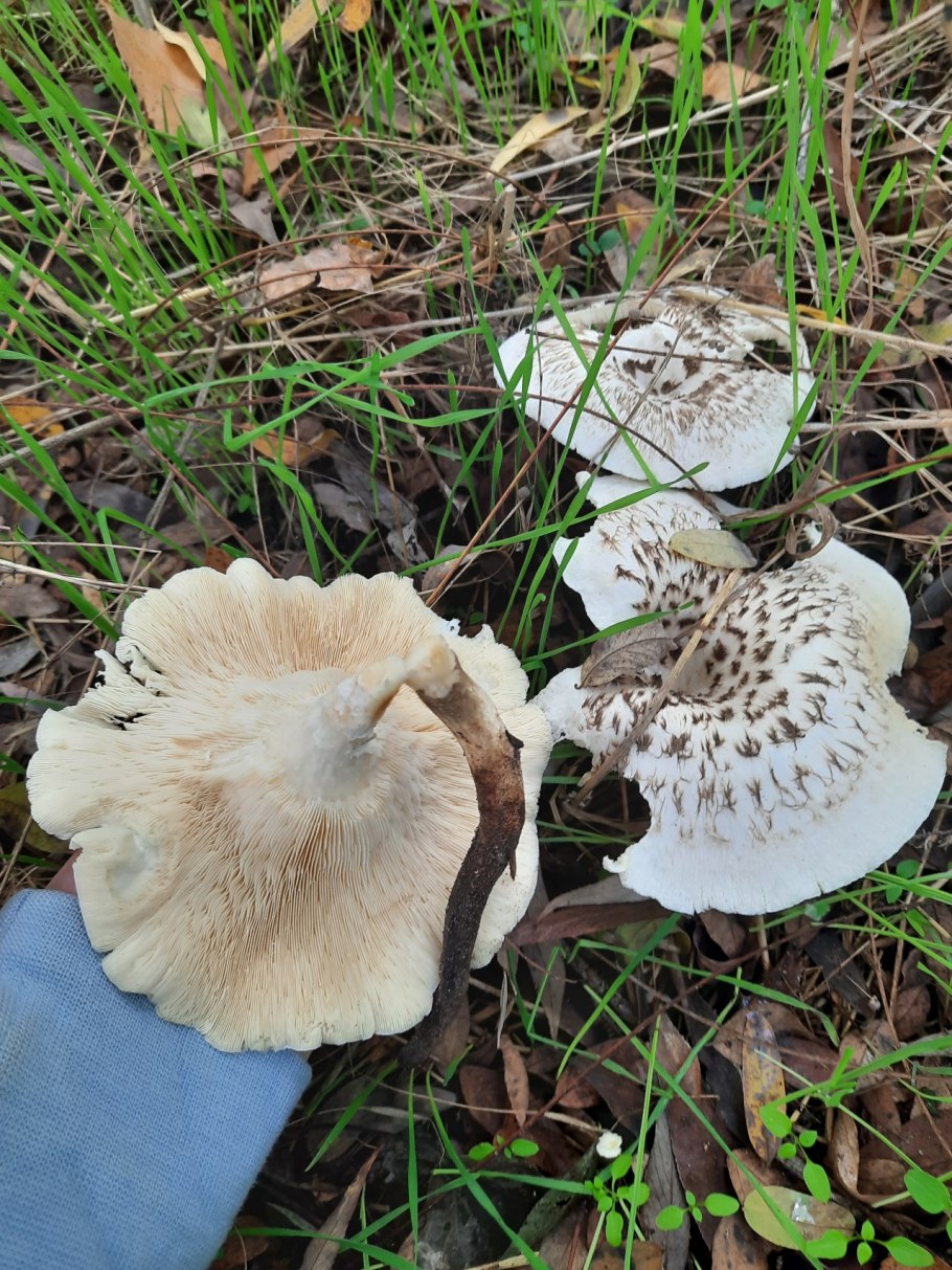 Пилолистник тигровый