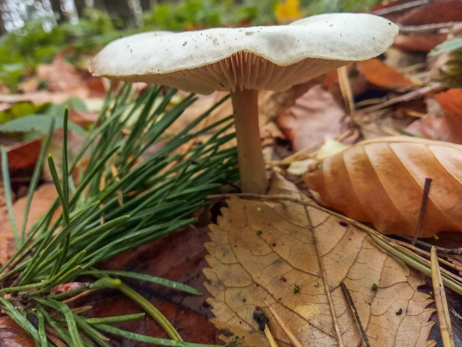 Неизвестные съедобные грибы осенние