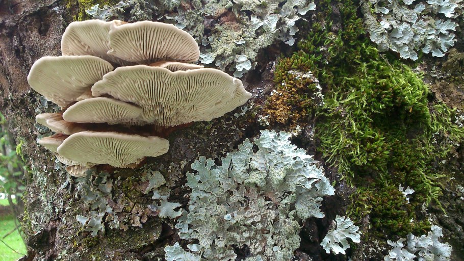 Лже вёшенка обыкновенная