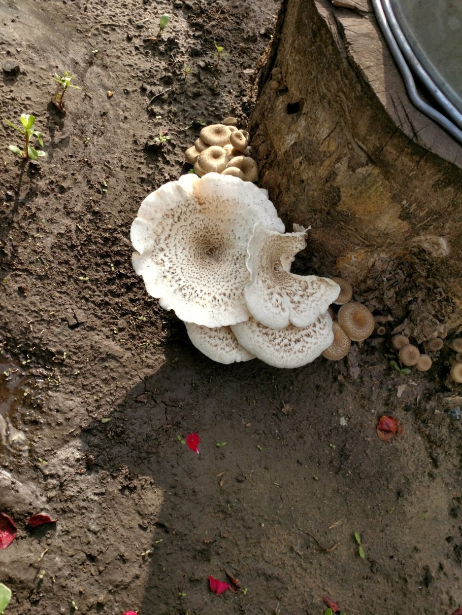 Трутовик Пилолистник