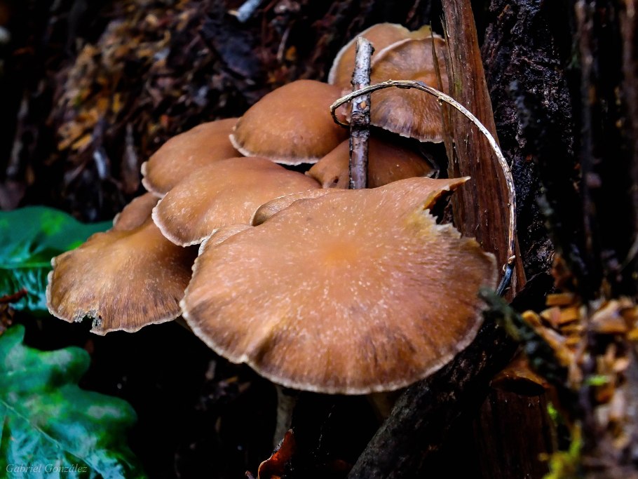 Приморский осенний опенок опёнок