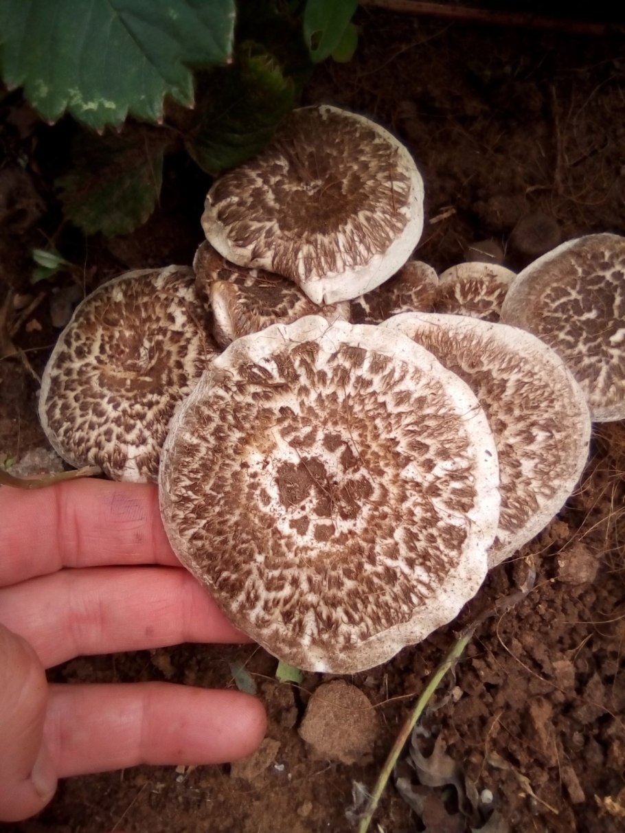 Гриб Пилолистник тигровый