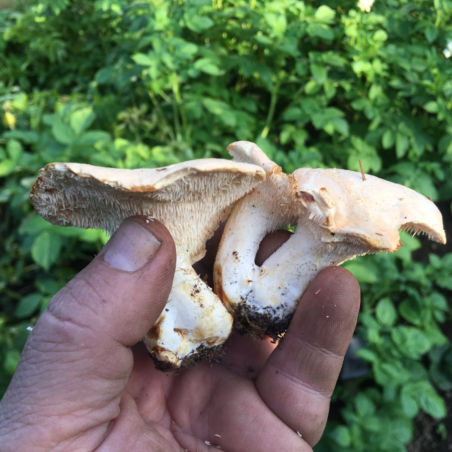 Ежевики грибы ложные