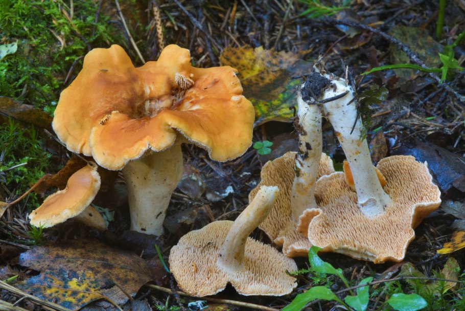 Гриб ежовик выемчатый