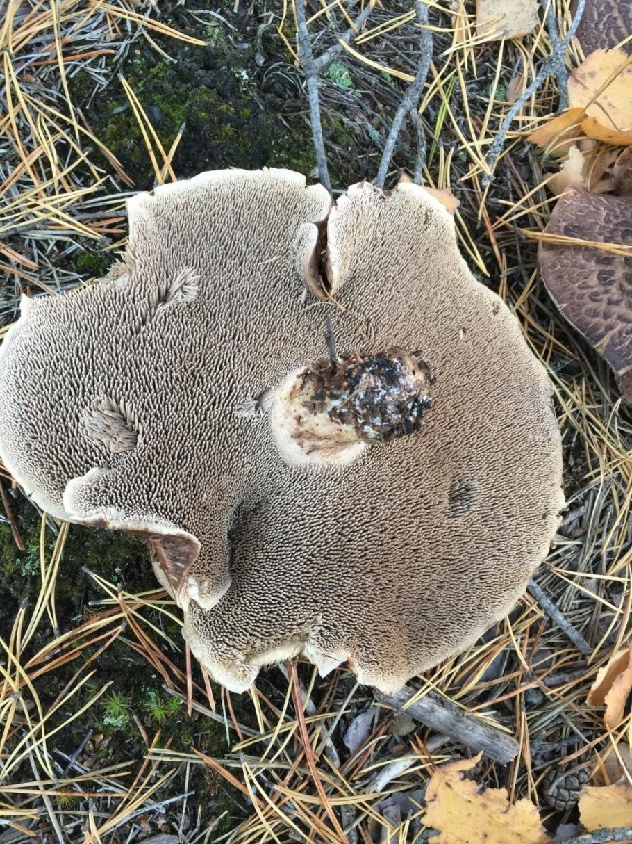 Ежовик пестрый Sarcodon imbricatus