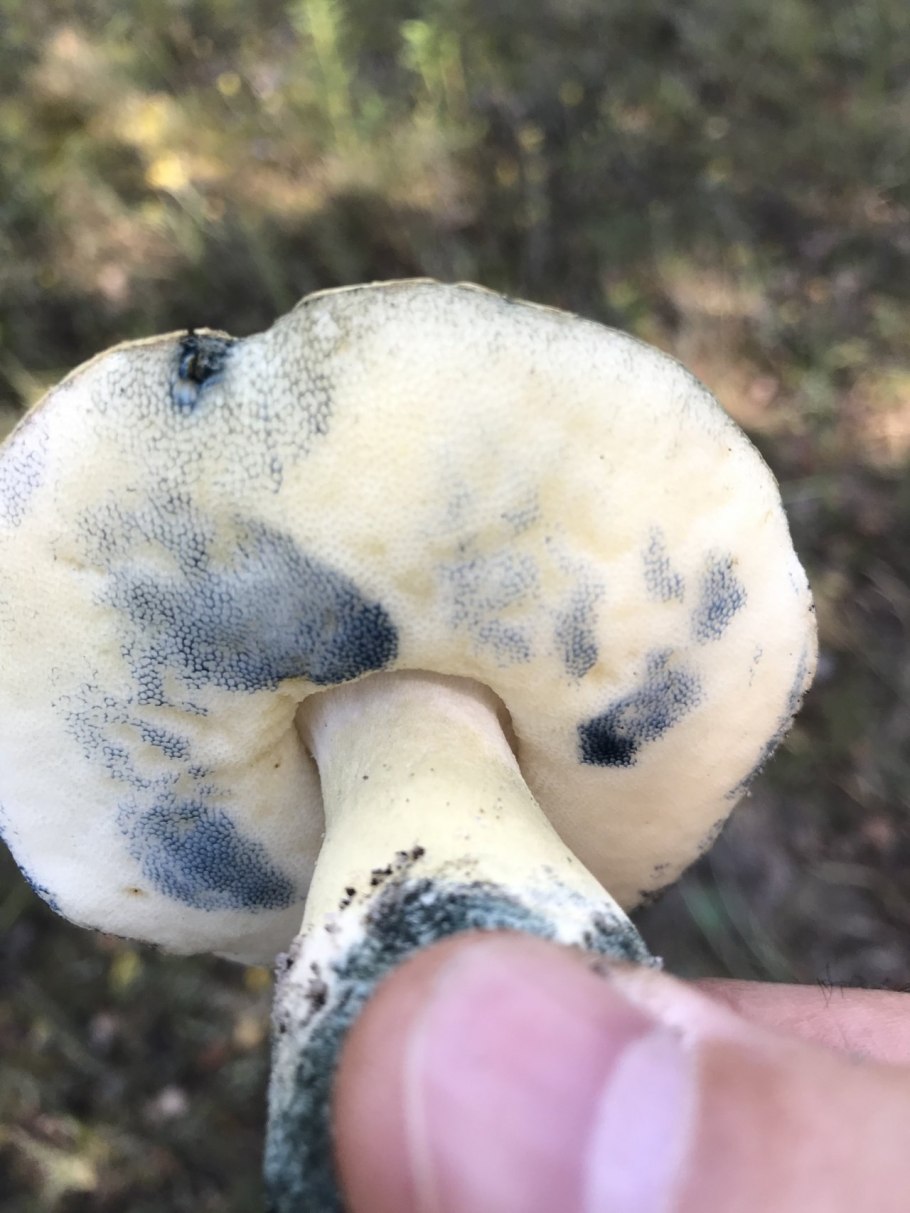 Гиропор синеющий