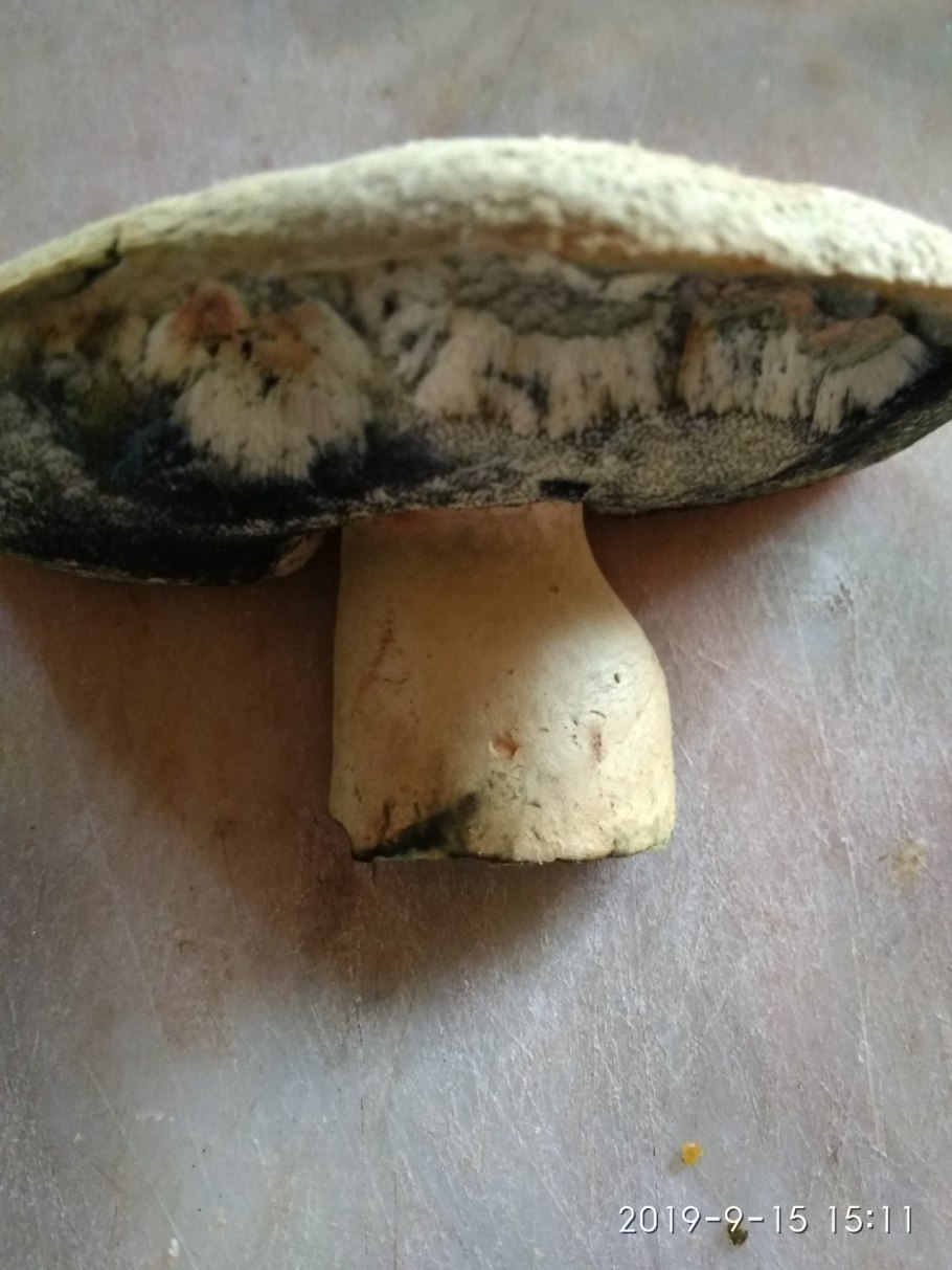 Boletus pulcherrimus