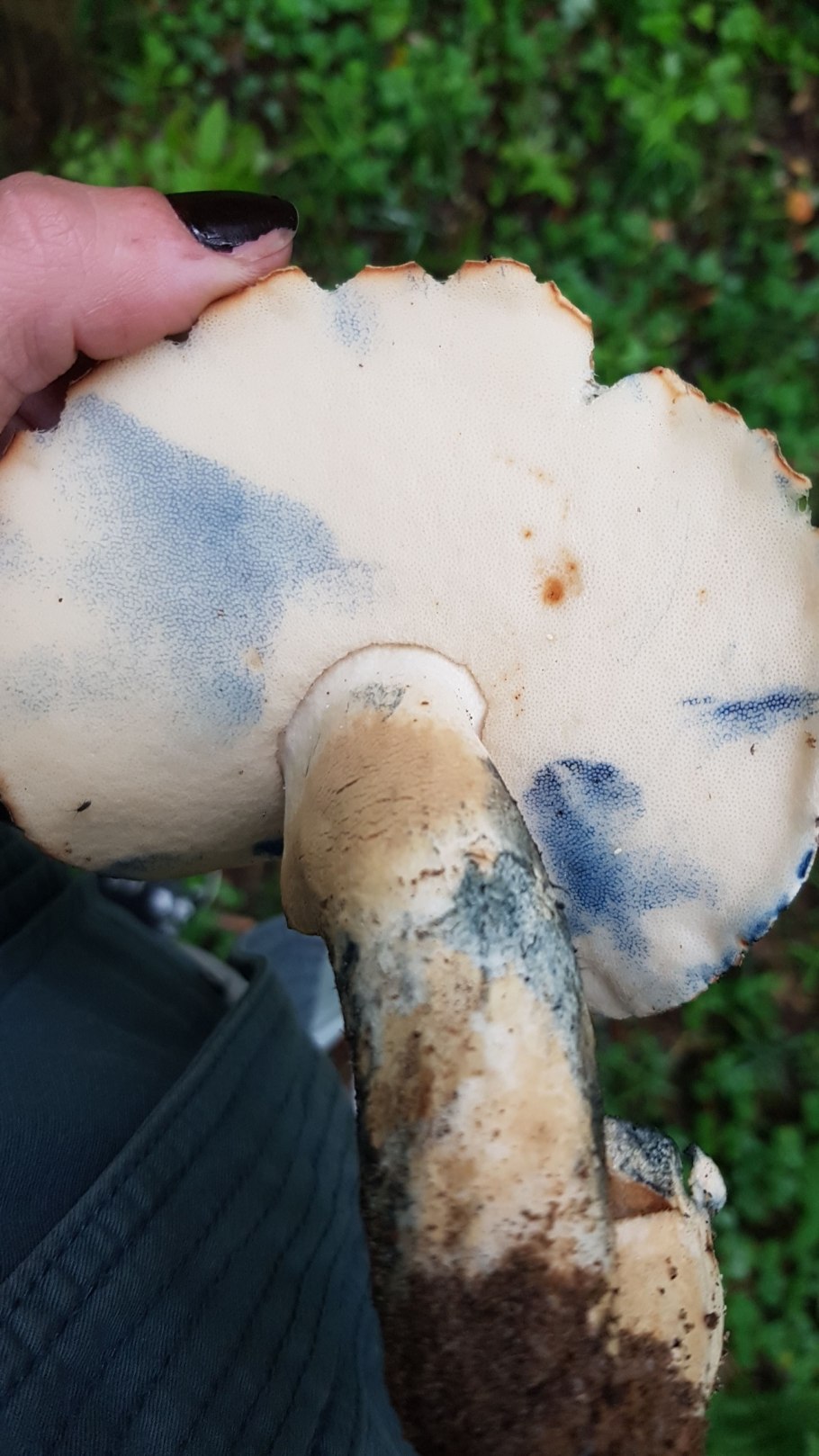 Подосиновик гриб шляпка