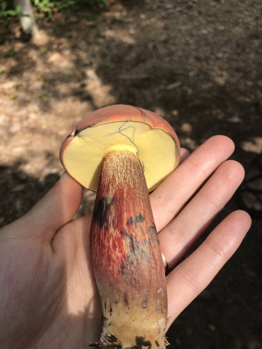 Болетус красноножковый Neoboletus erythropus