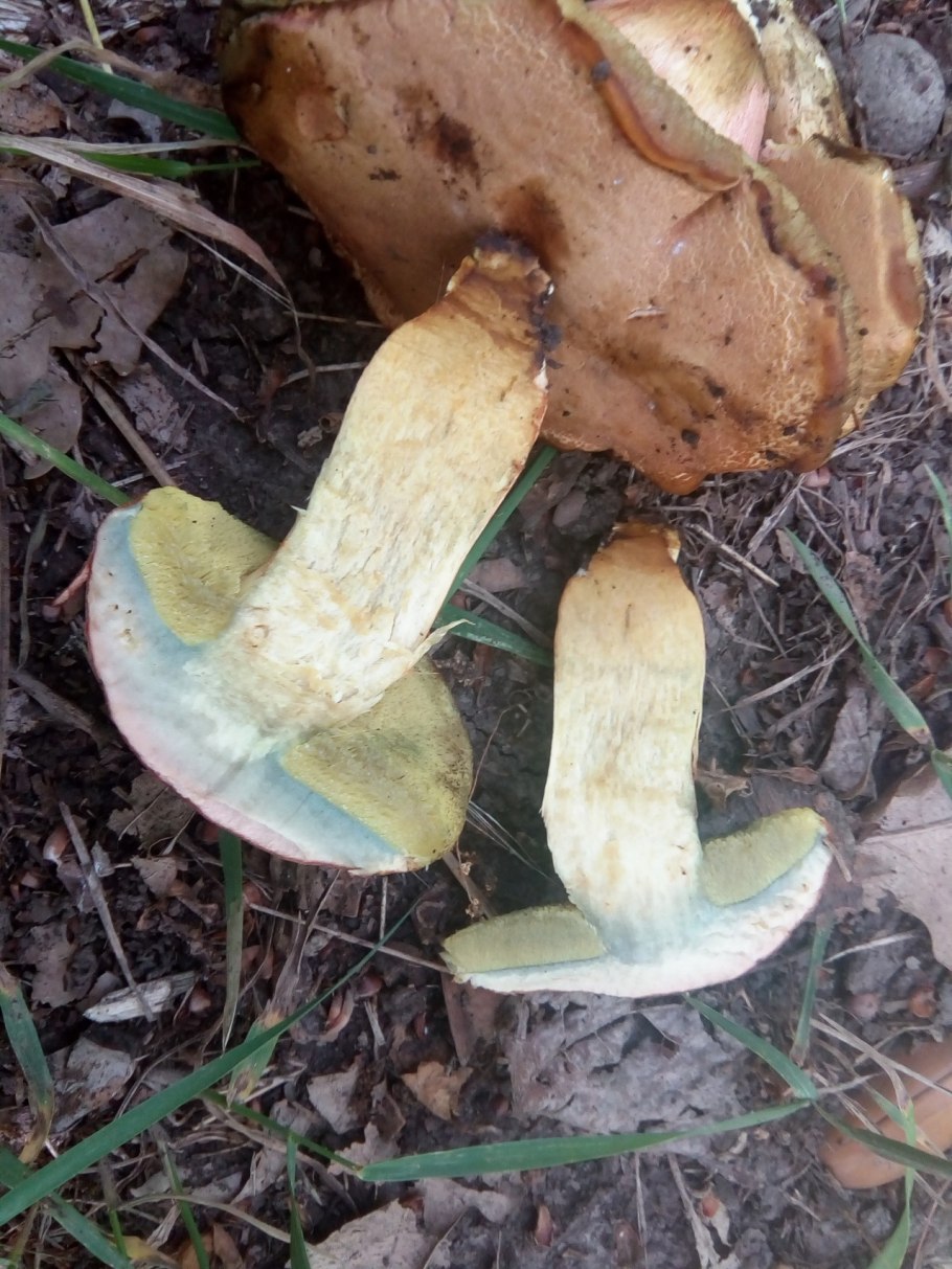 Гриб подосиновик срез