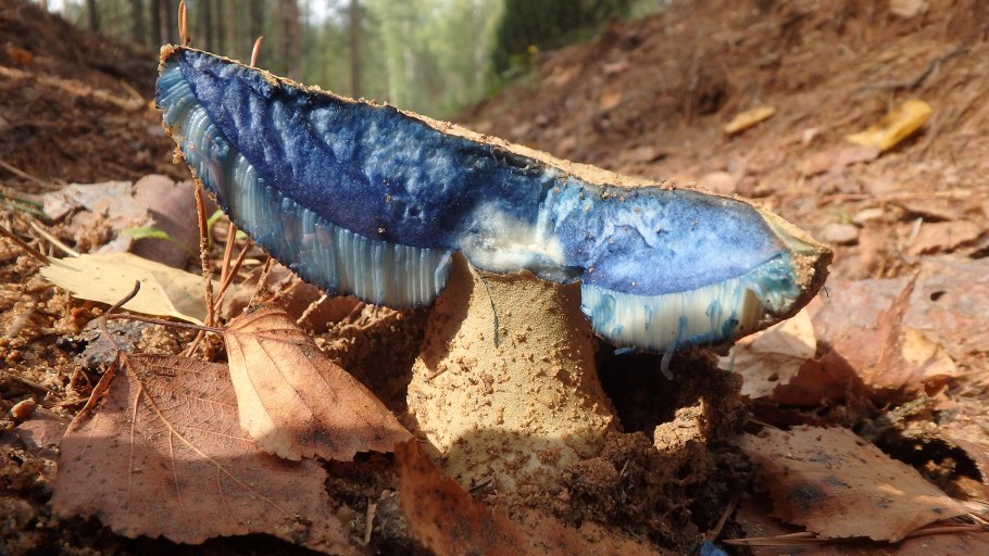 Гиропорус синеющий gyroporus cyanescens