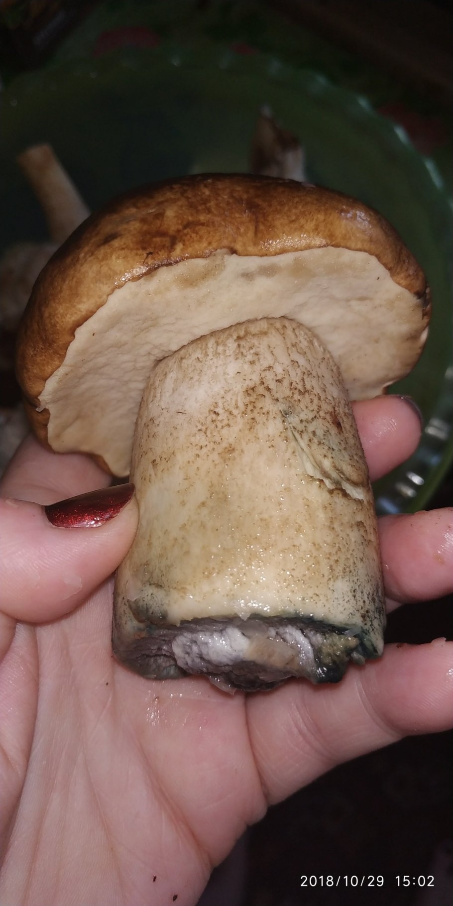 Гриб моховик синеет на срезе