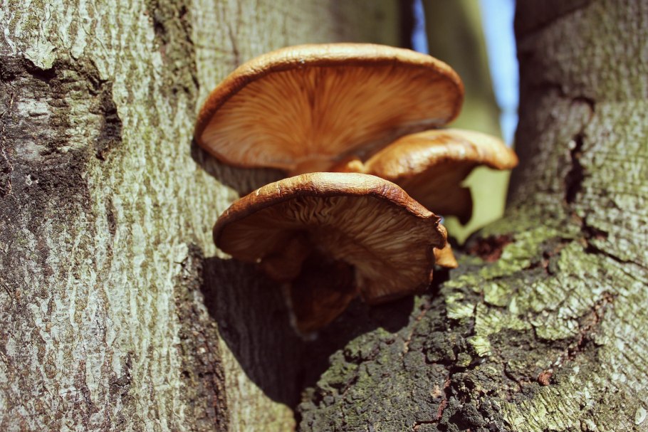 Съедобные грибы на деревьях с названиями