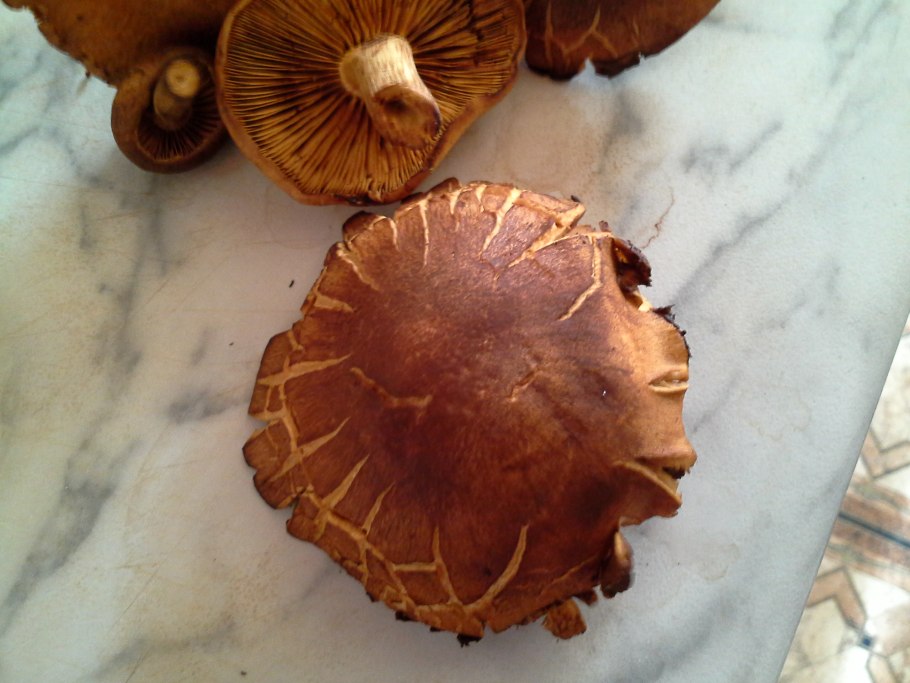 Коричневый грибок на древесине