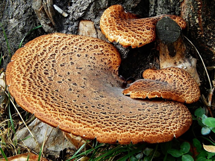 Съедобные грибы растущие на деревьях