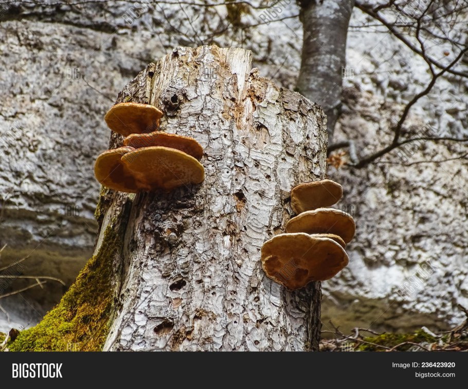 Гриб на дереве трутовик