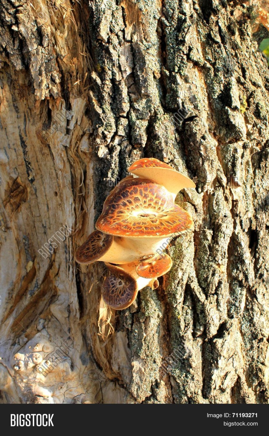 Древесные грибы Саратовской области