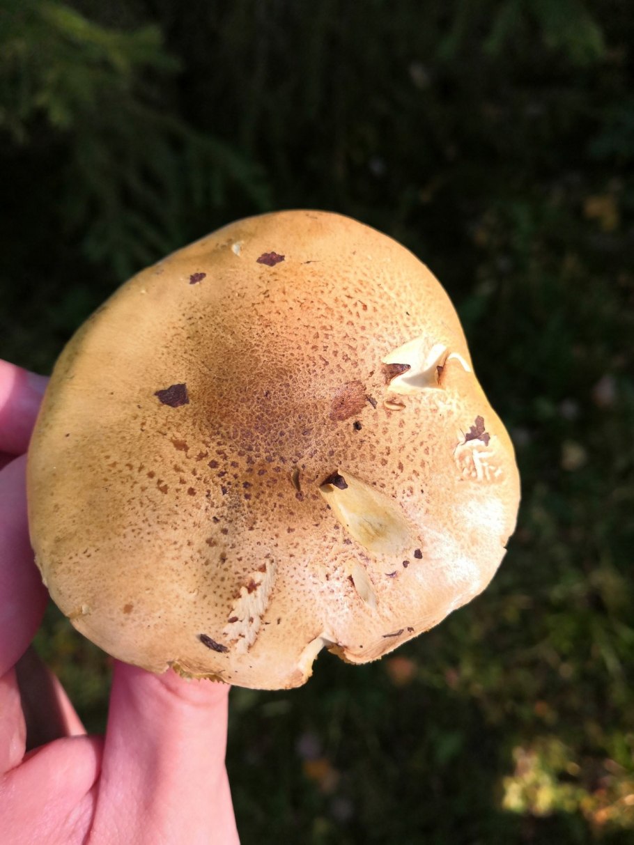 Рядовка Лиственная