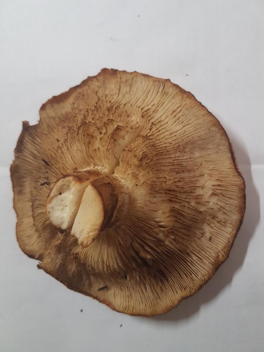 Рядовка перевязанная Tricholoma focale