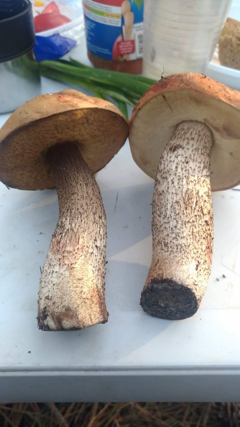 Гриб с коричневой шляпкой