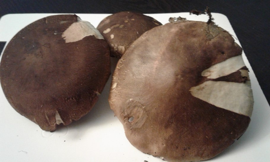 Паутинник голубовато-опоясанный Cortinarius balteatocumatilis