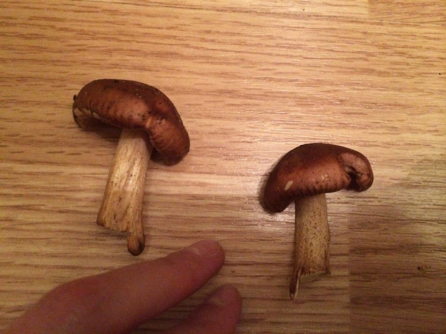 Гриб с коричневой шляпкой