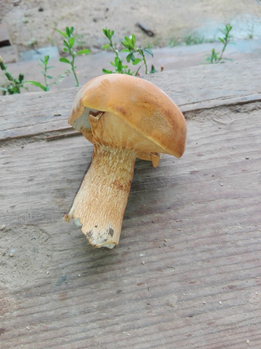 Коллибия белая