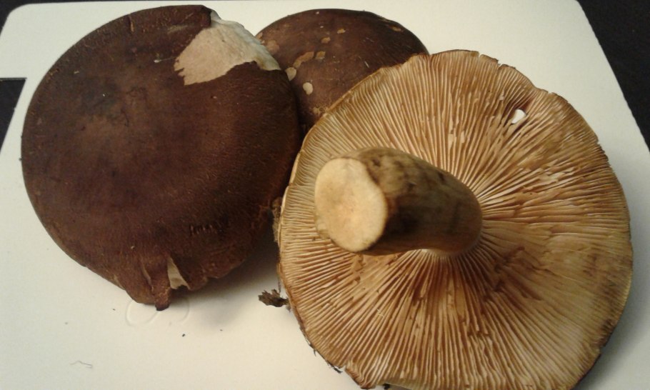 Белый гриб дубовый Боровик сетчатый