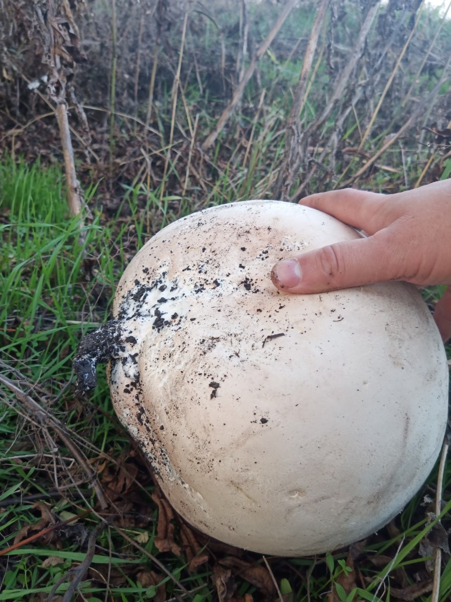 Гриб Calvatia gigantea