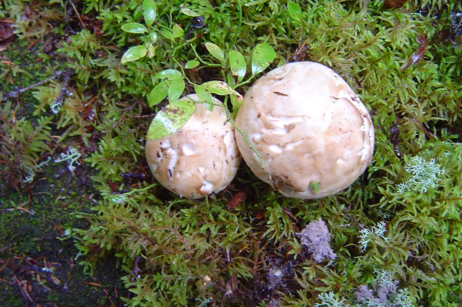 ГОЛОВАЧ (род грибов)