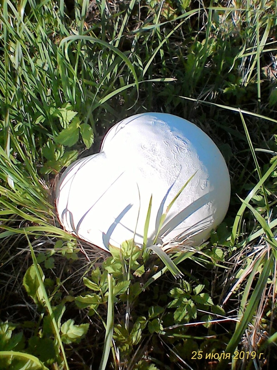 Дождевик ГОЛОВАЧ гигантский