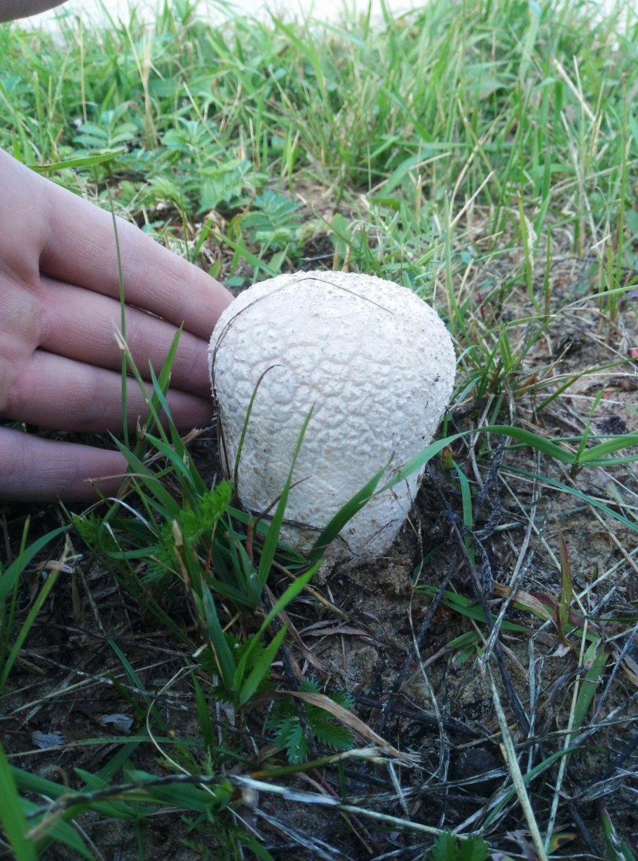 Calvatia utriformis (ГОЛОВАЧ мешковатый)