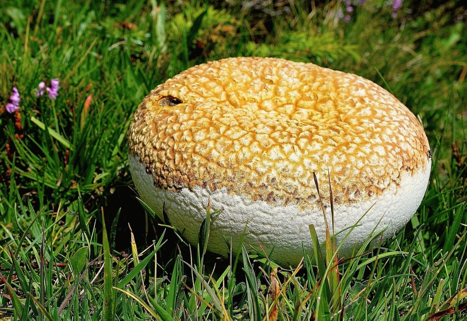 ГОЛОВАЧ мешковатый (Bovistella utriformis)